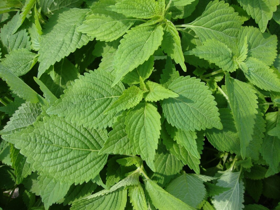 Hat Rau Kinh Gioi 800 seeds + 50 FREE, Easy to Grow, Delicious!! Vietnamese Balm