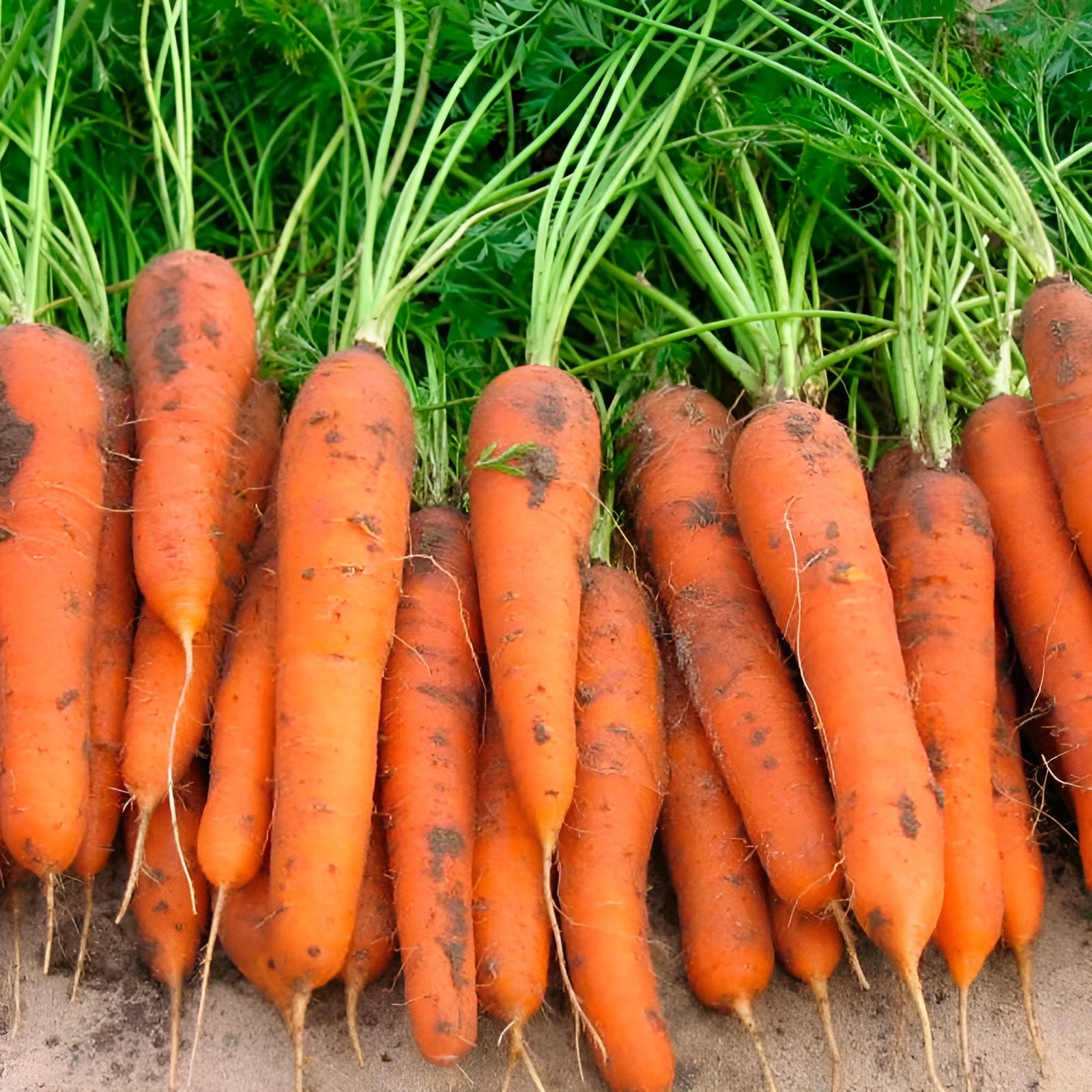 1,000 Heirloom Danvers 126 Carrot Seeds Giant High Yield Fast Growing and Sweet!