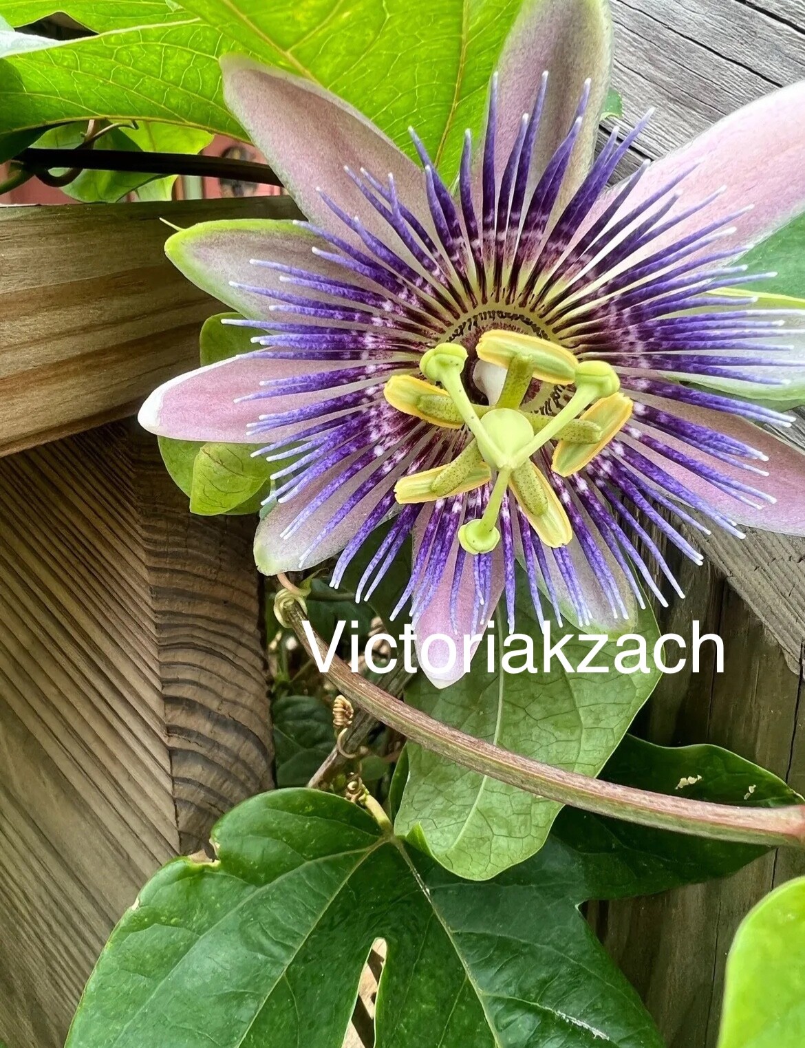 Purple Passion Flower Seeds Passiflora Passionfruit Organic TX USA Lilikoi Vine
