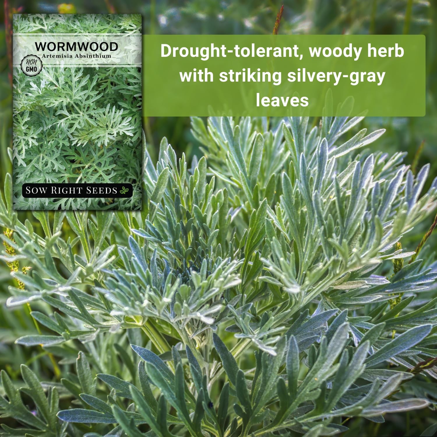 Wormwood Seeds for Planting – Non-GMO Heirloom Herb Garden Packet with