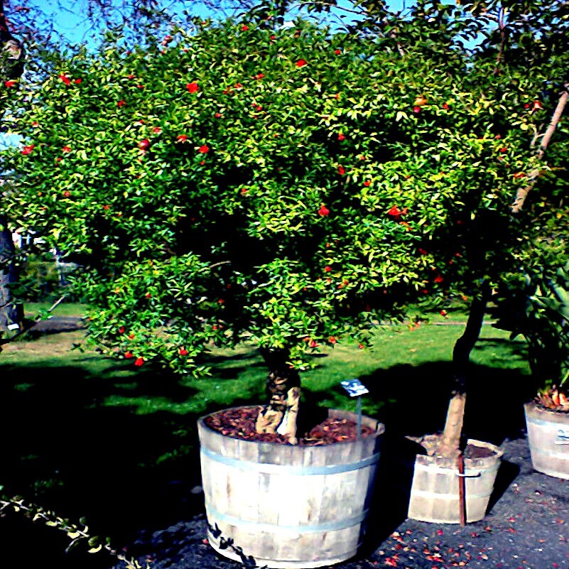 20 DWARF Pomegranate Tree Seeds (Punica granatum) Nana Garden Fruit House Plant
