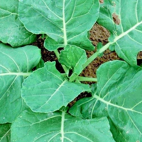 600+VATES COLLARD GREENS Seeds Heat Frost Tolerant Slow Bolt Garden Container