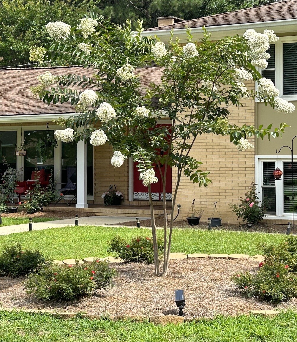25pc CRAPE/CREPE MYRTLE SEEDS Garden Plant Flower Bloom USA seller FREE shipping