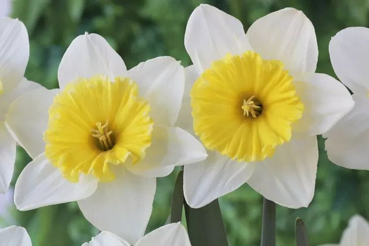 25 ICE FOLLIES’ DAFFODIL bulbs