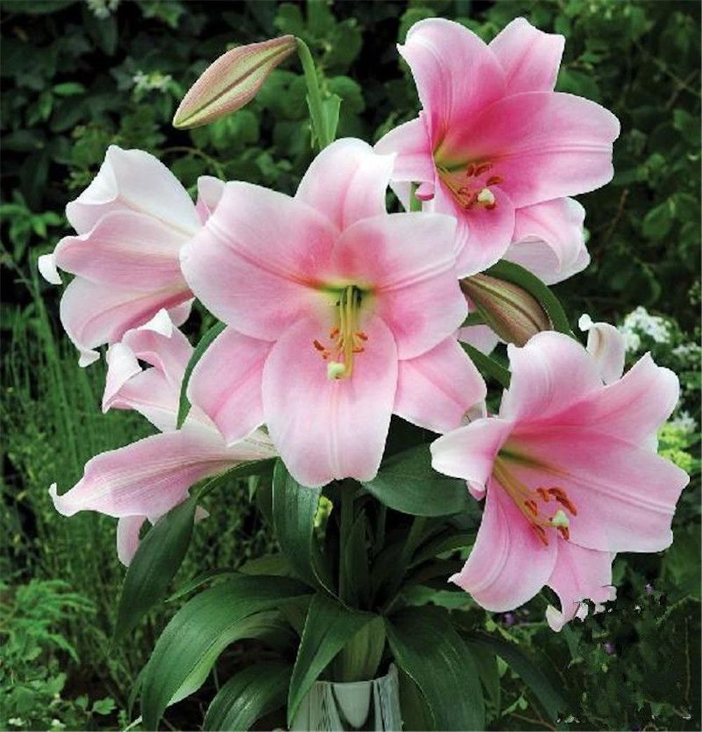 20 EXOTIC rare LILY SEEDS for garden flower perennial plant beds USA SELLER USPS
