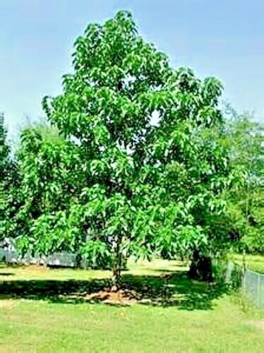 50 Royal Empress (Paulownia tomentosa) Seeds “FASTEST GROWING TREE in the WORLD”