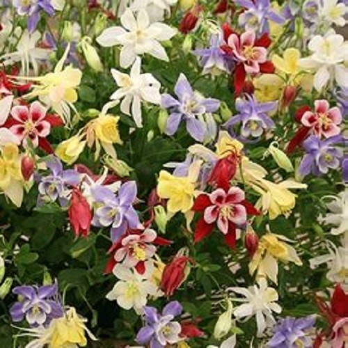 1,000 – 5,000 Heirloom Mixed Colors Dwarf Columbine Seeds Perennial Aquilegia
