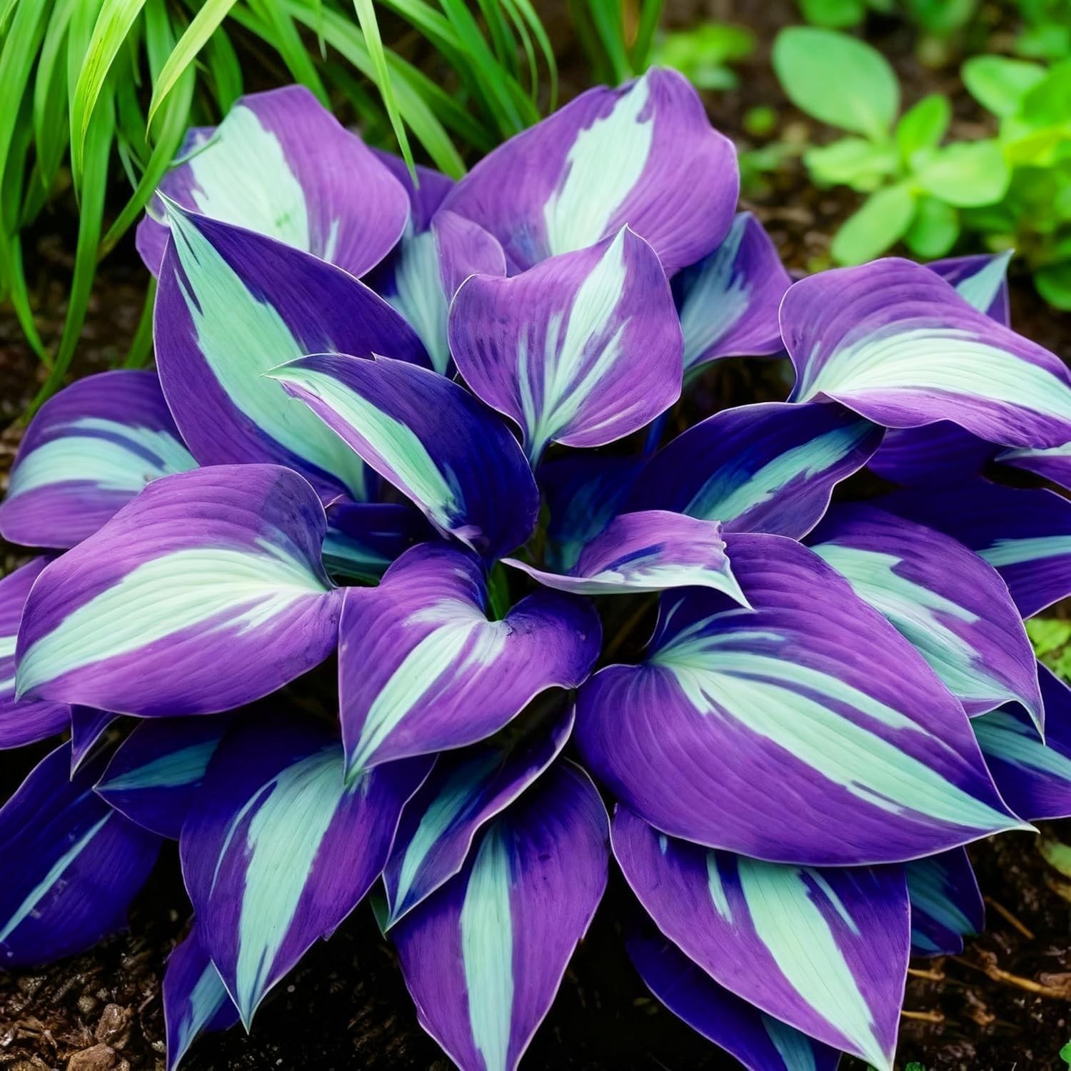 200pcs Red Hosta Seeds for Planting Low Maintenance Perennial Seeds Fragrant