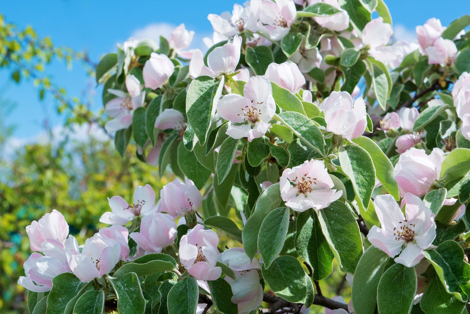 20 COMMON CULINARY QUINCE Fruit Tree Cydonia Oblonga Flowering Shrub Seeds