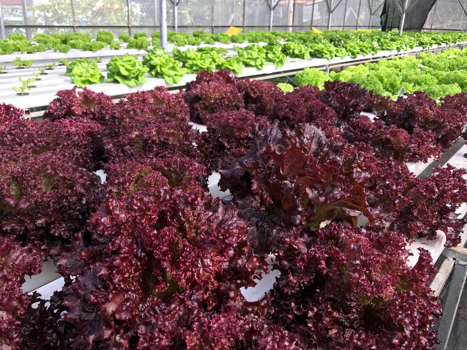 3000 Leaf Lettuce RED SALAD BOWL Lactuca Sativa Vegetable Seeds