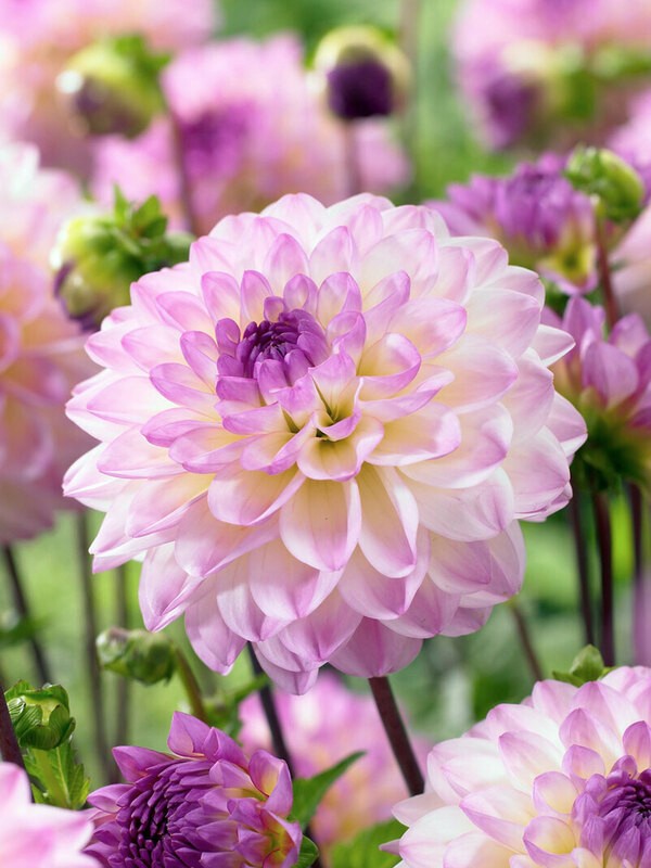 1 – El Paso Decorative Dahlia Flower Bulb Tuber