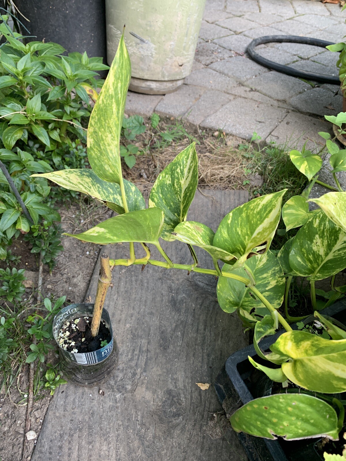 Variegated Giant Golden Pothos, well rooted plant shipped in container with soil