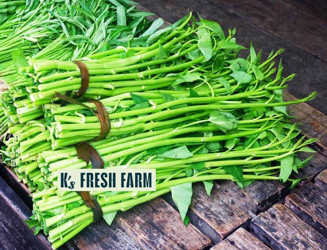 200+ pcs SUPER BUDS KANGKONG WATER SPINACH SEEDS,ONG CHOY, RAU MUỐNG SIÊU ĐỌT