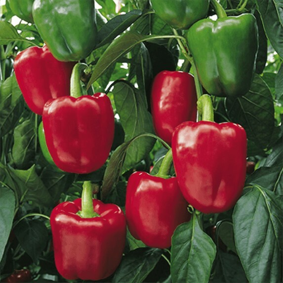 Red Bell Pepper XL HEIRLOOM 50+seeds PREMIUM strain Inherited thru 2 Generations
