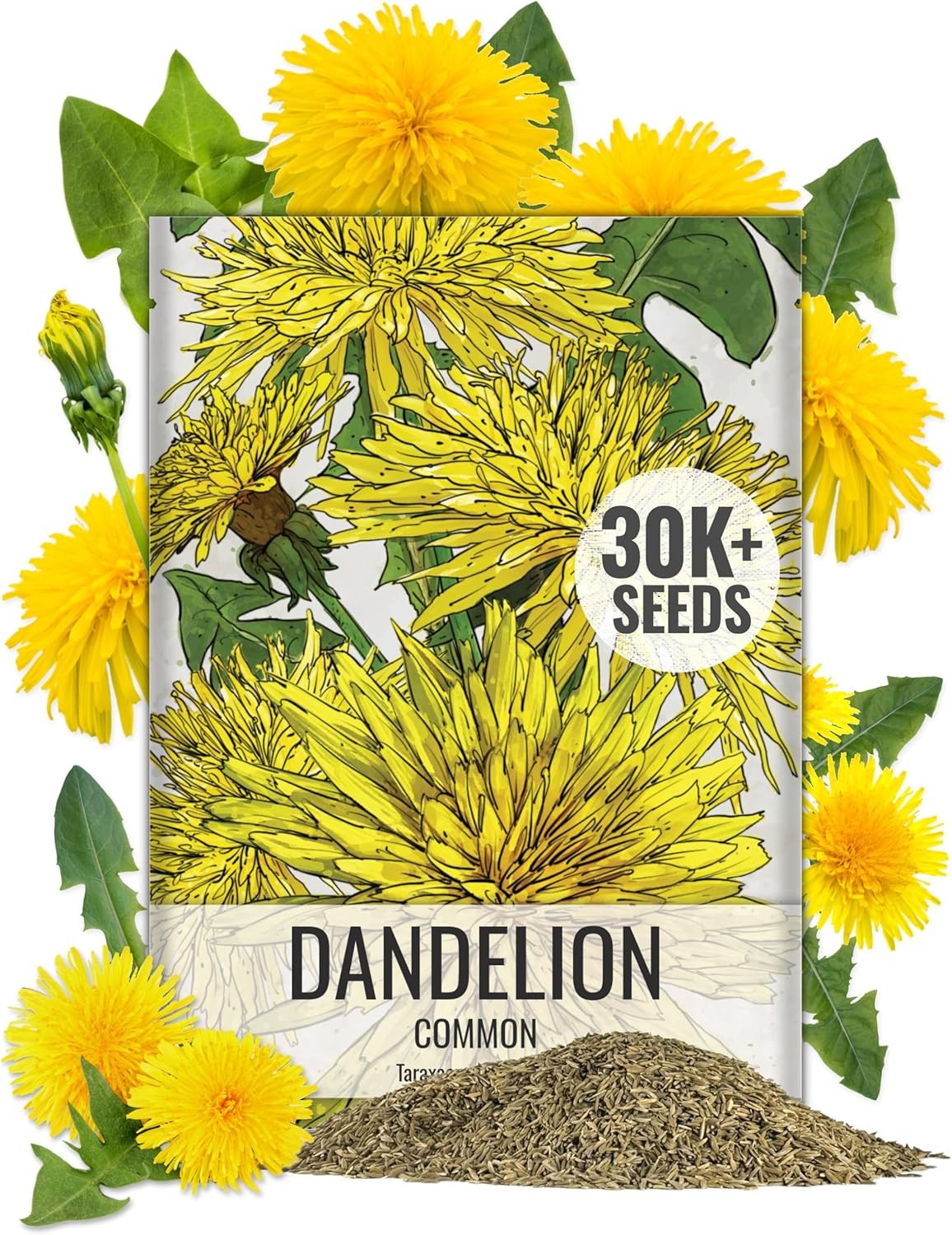Seed Needs 30,000+ Common Dandelion Herb Seeds for Planting – Non-GMO, Heirloom