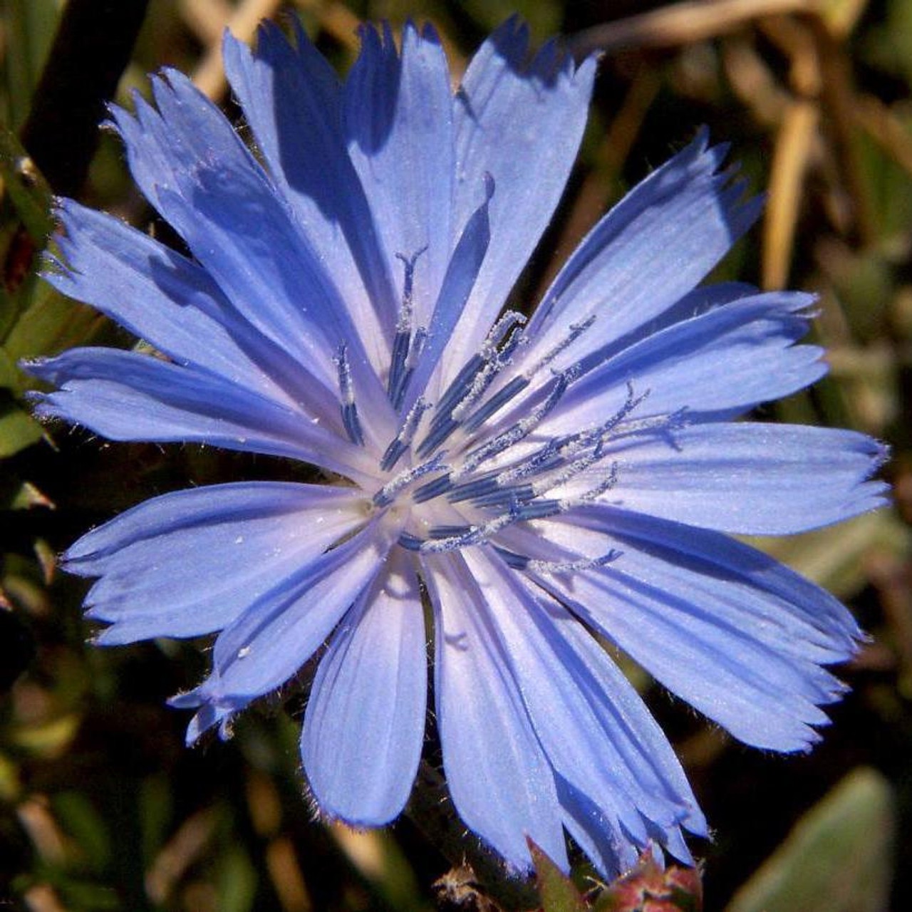Chicory Flower Seeds Cichorium intybus. FREE SHIPPING!