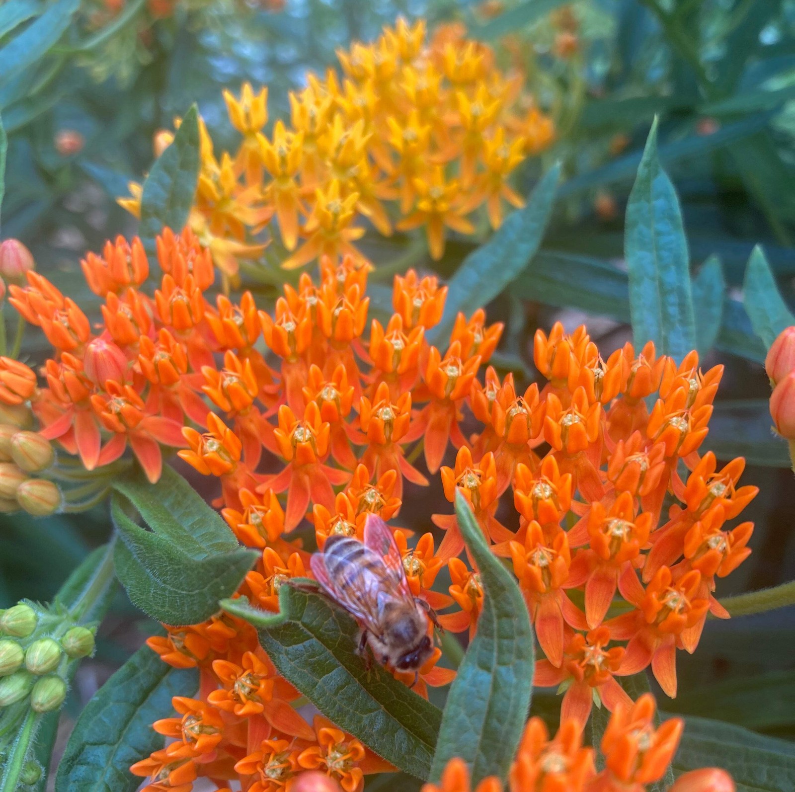 Pollinator Garden Boxed Seed Collection ~Native Wildflower Pollinator Attractors