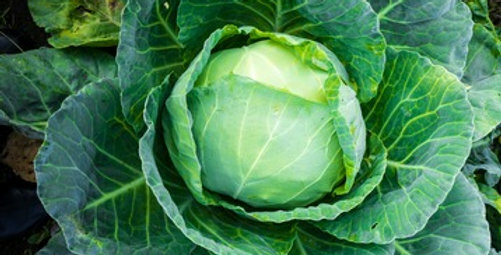 Cabbage Seed: All Seasons Cabbage Seeds. Fresh Seed. FREE Shipping!!!!!