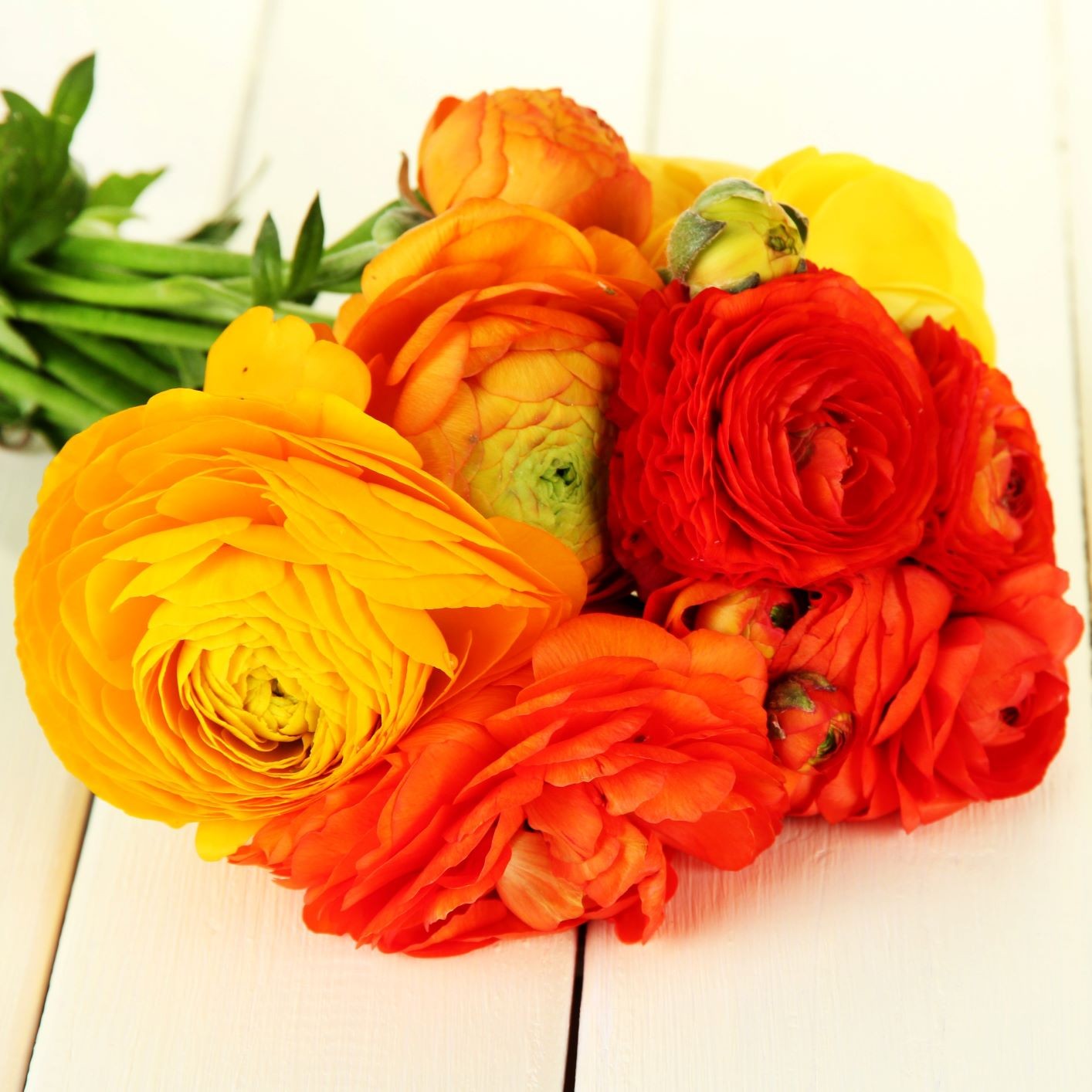 Ranunculus Buttercup Burning Embers Collection 30 Bulbs – Spring Blooms in Sun
