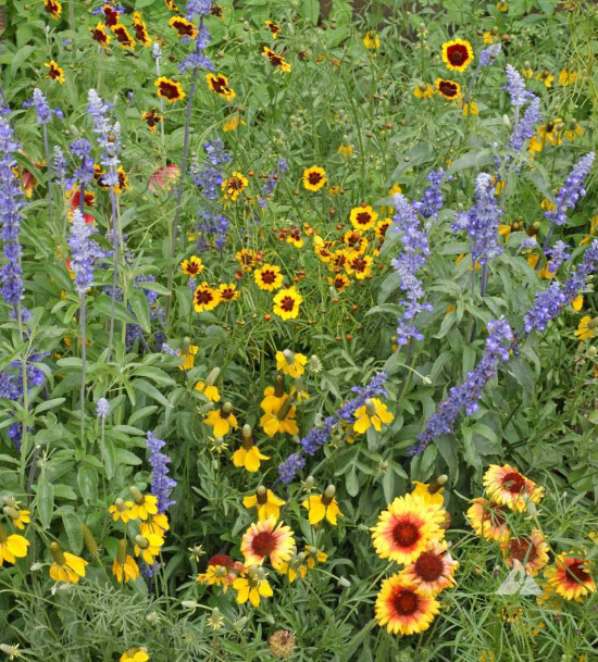 Landscaper’s DRY AREA BLEND Wildflower Mix w/Perennials Non-GMO 5000 Seeds!