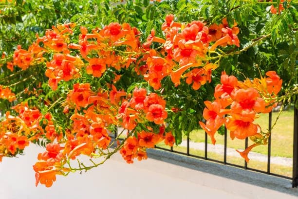 Trumpet Vine Seeds for Planting 300+ Seeds, Mix Color, NonGMO Heirloom, Trum…