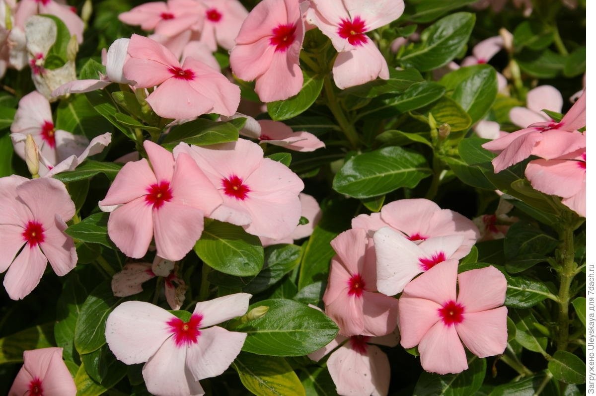 – Seeds Periwinkle Madagascar Vinca Rosea Mix Balcony Perennail Garden Pots F…