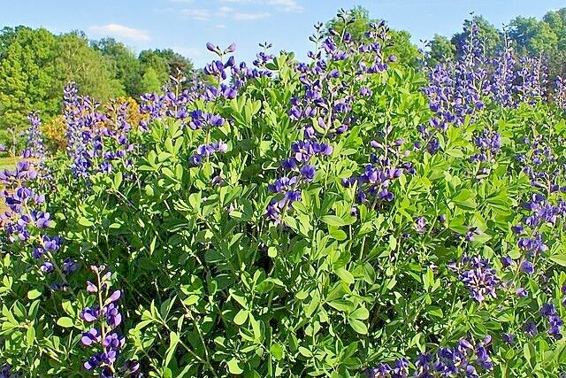 BLUE FALSE INDIGO 50 SEEDS, BAPTISIA AUSTRALIS, SUPER HARDY ZONE 3-10