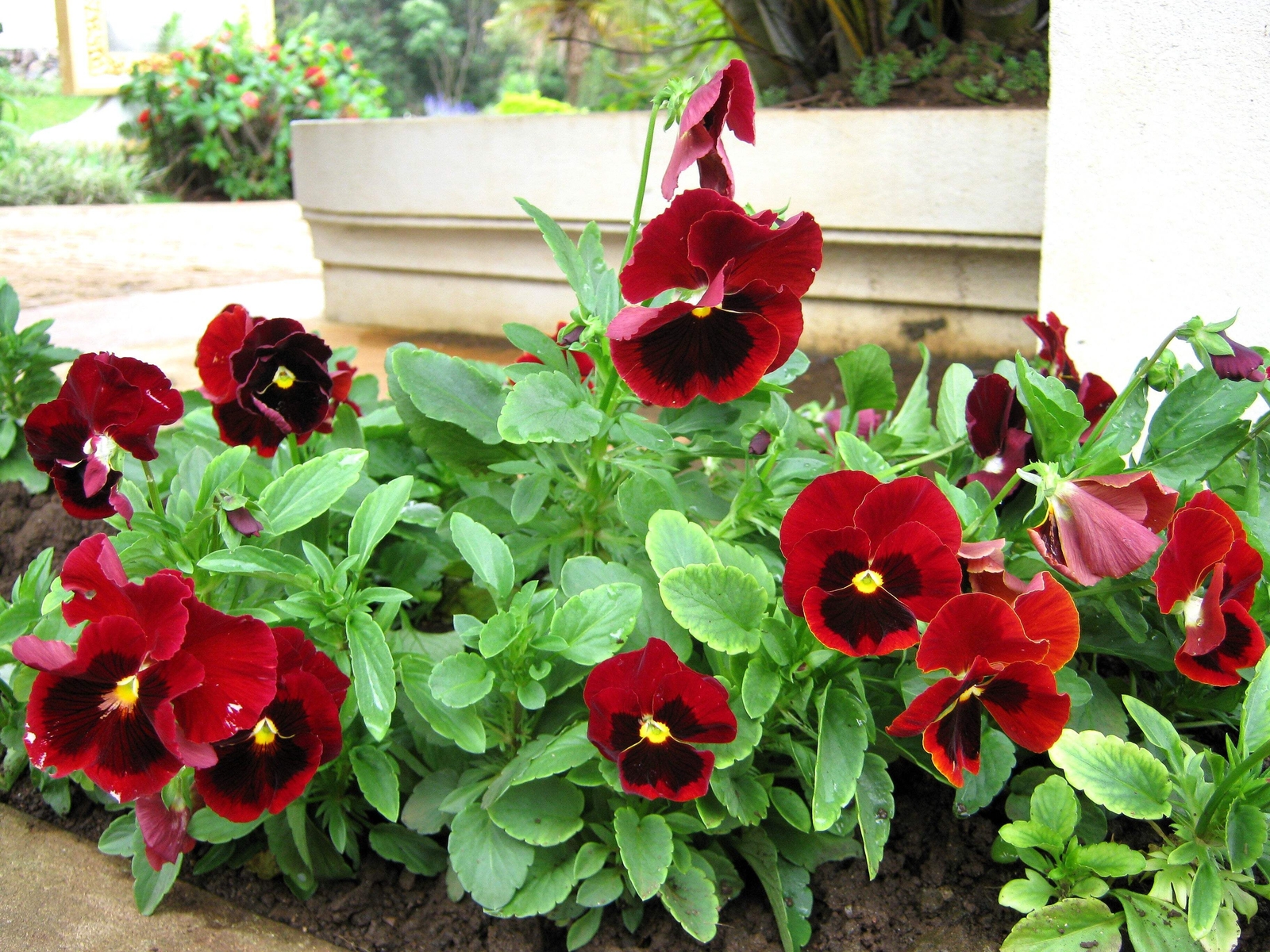 50 RED & BROWN PANSY Swiss Giant Viola Wittrockiana Violet Flower Seeds *Flat SH