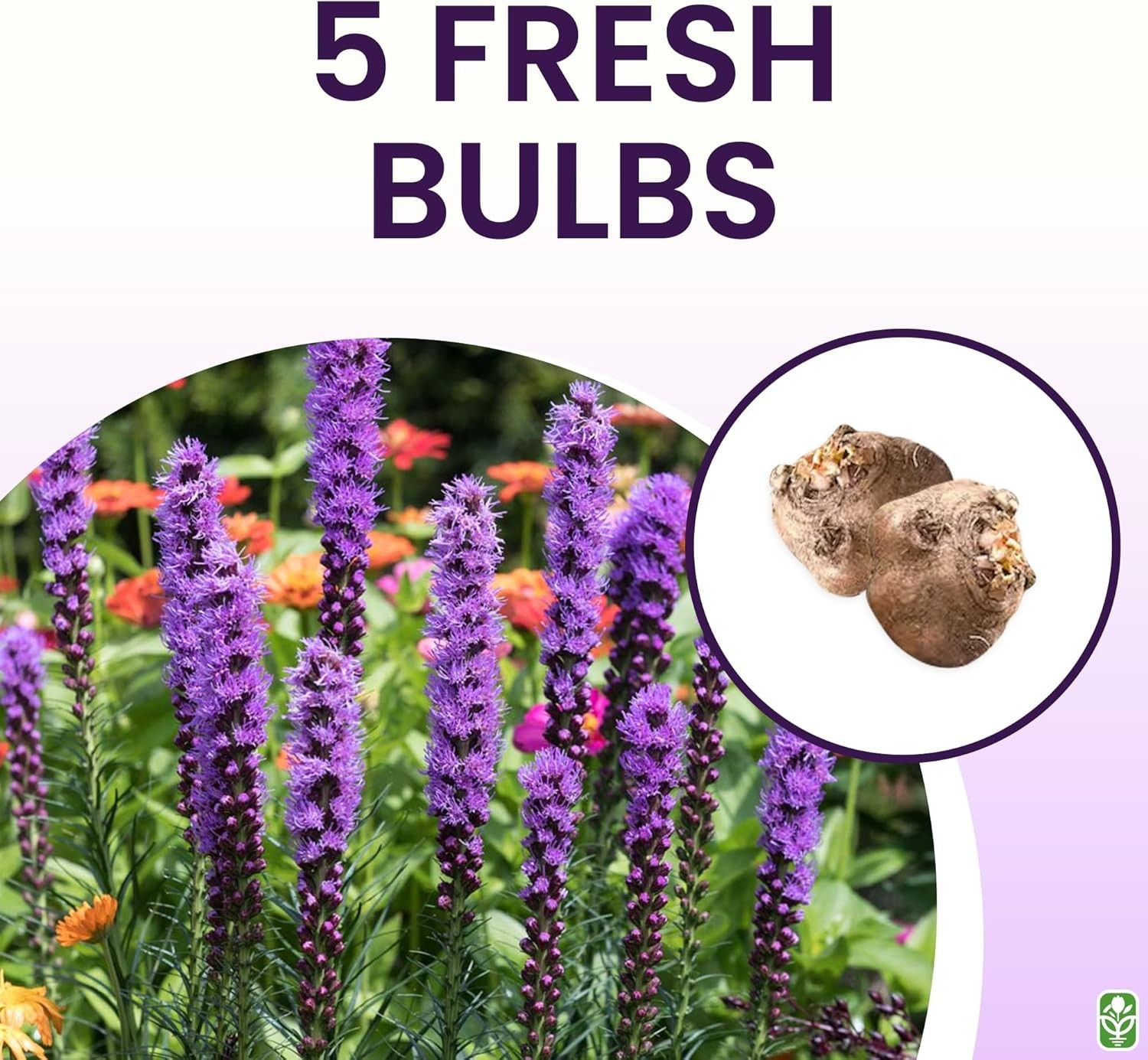 Liatris Spicata – Perfect for Borders