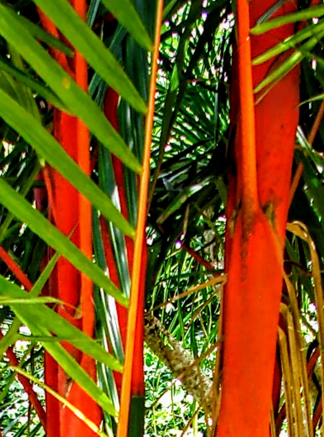 8-RED SEALING WAX PALM SEEDLINGS (Cyrtostachys renda)