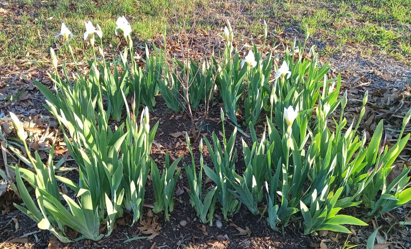 (10) WHITE TALL BEARDED IRIS RHIZOME LIVE ROOT GARDEN PLANTS LOVE SPRING FLOWERS