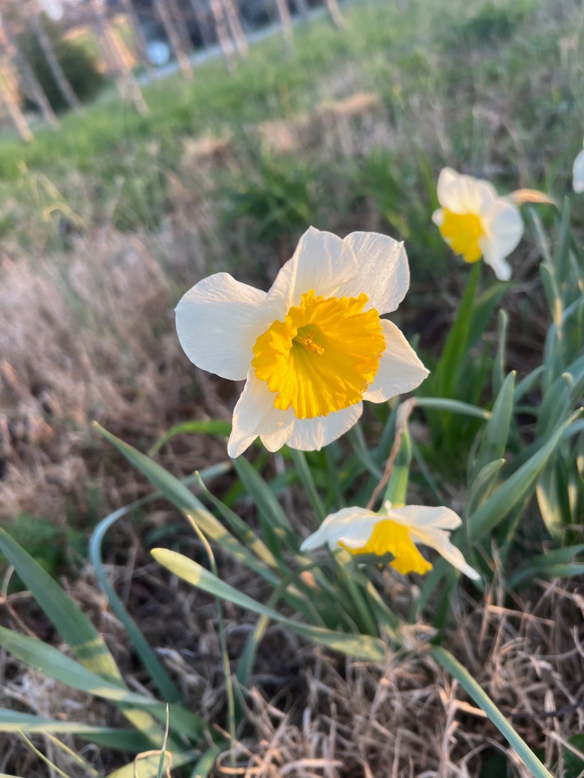 25 ICE FOLLIES’ DAFFODIL bulbs