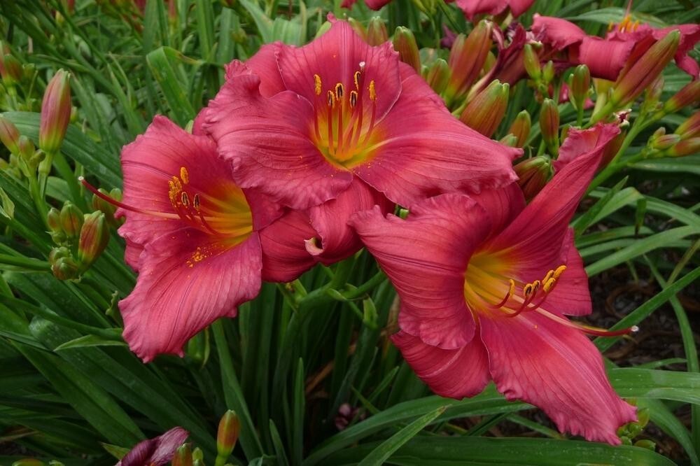 RED RUFFLES 1 Daylily Perennial Bulb Bare Root Plant – REBLOOMING HEMEROCALLIS