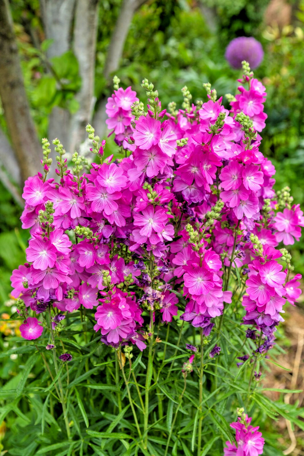 PRETTY PINK SIDALCEA, 100 SEEDS, MINIATURE HOLLYHOCK, EZ TO GROW PERENNIAL