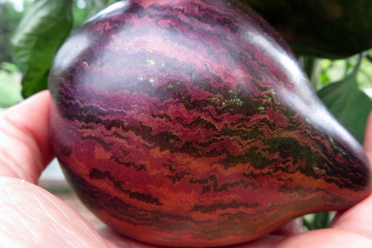 10 seeds Rebel Starfighter Prime Heart Tomato Rare ORGANIC Variety
