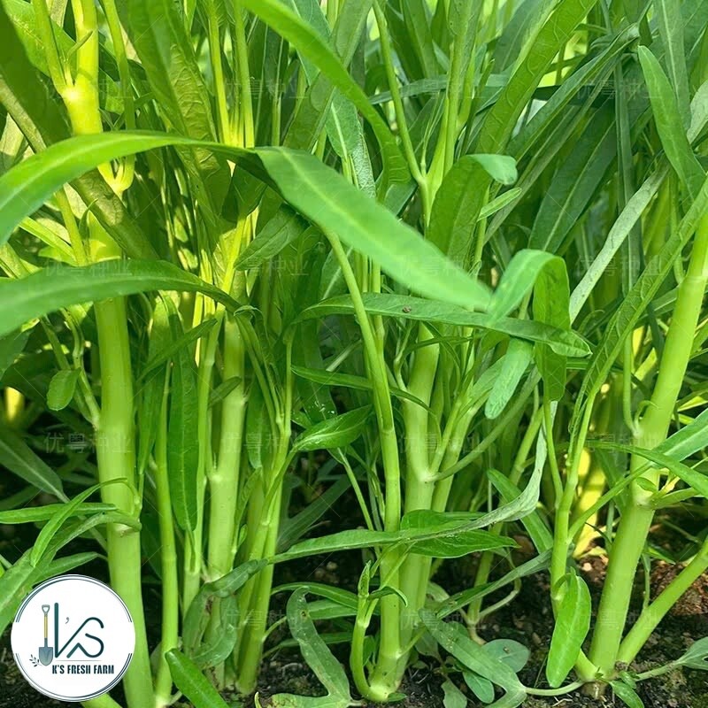 200+ pcs TRIPLE-STEM WATER SPINACH SEEDS, Ong Choy, Kangkong, RAU MUỐNG BA CHẠC