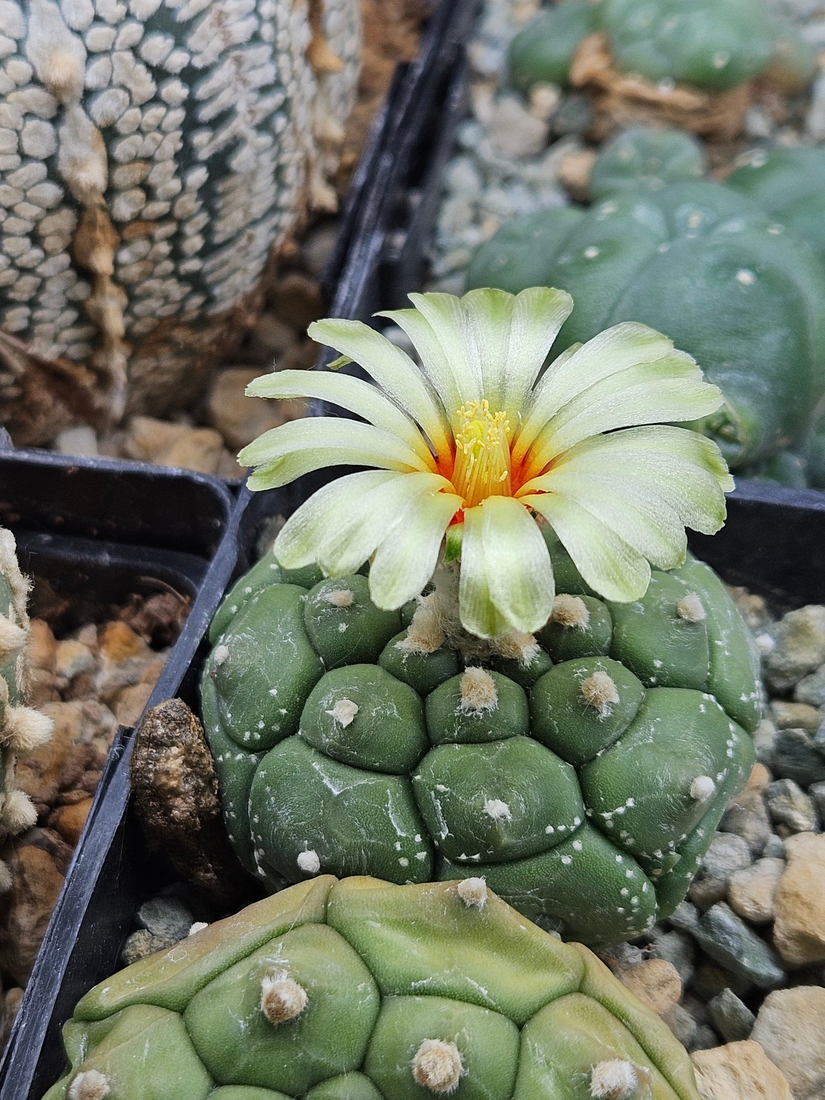 Astrophytum asterias “Mixed Cultivar” 100 Seeds
