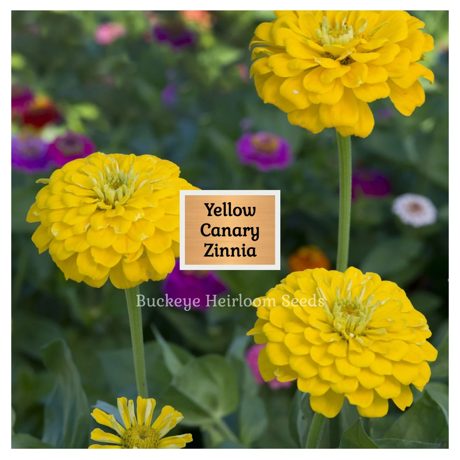 Zinnia | Canary Bird | 100 Seeds | Easy to Grow | Non GMO (Zinnia elegans)