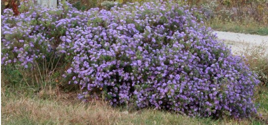Aromatic Aster ‘October Skies’ (Symphyotrichum oblongifolium) 50 Seeds