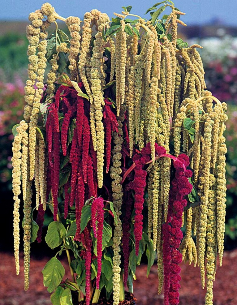 Love Lies Bleeding Seeds, Farm Mix, Tassel Flower, Amaranthus, Heirloom 50ct
