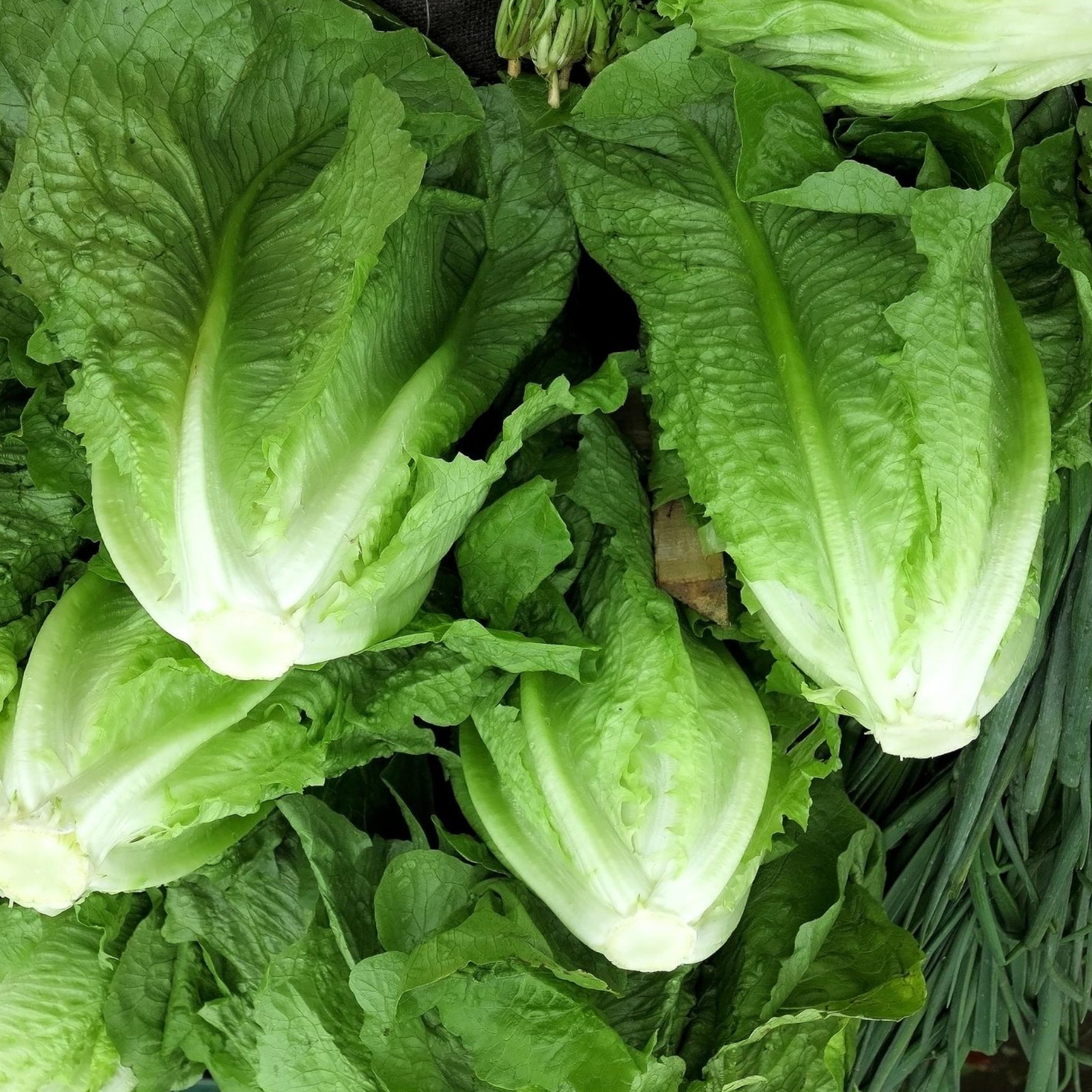Park Island Romaine Lettuce – Seeds – Organic – Non Gmo – Heirloom Seeds
