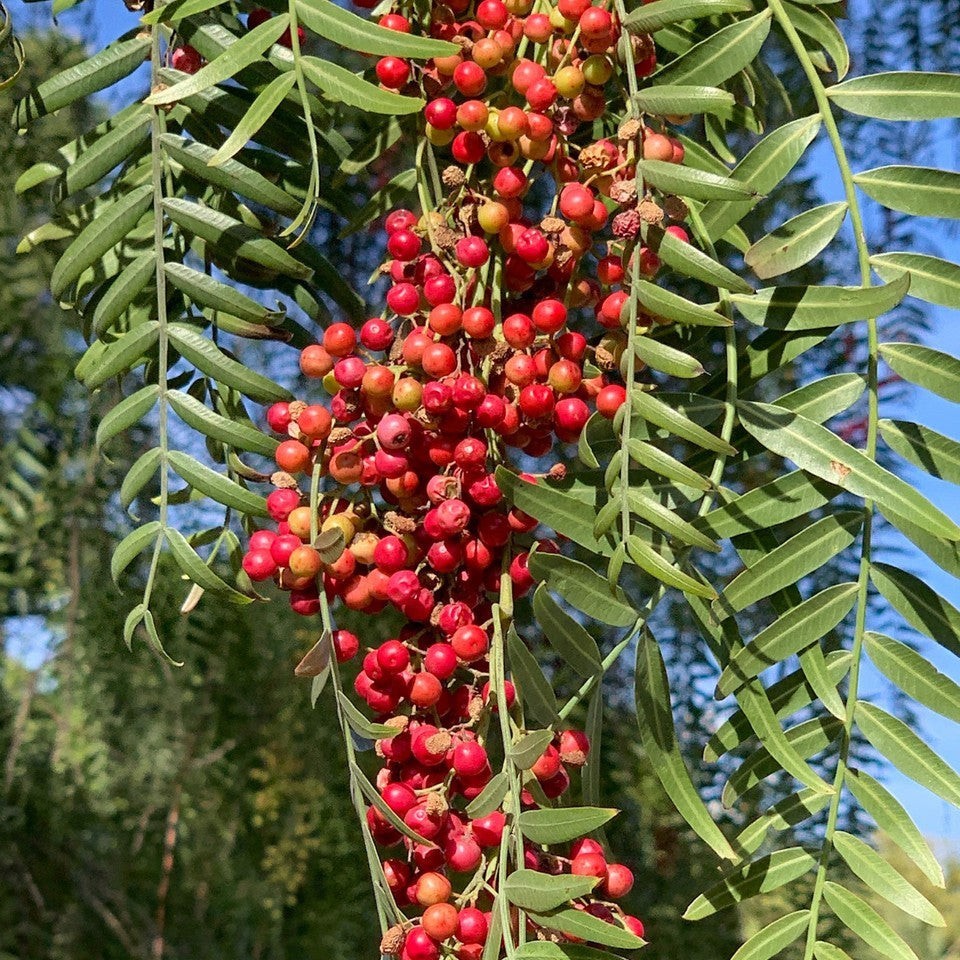 South American Pink Peppercorn Tree Seeds (30) / Rare / Easy