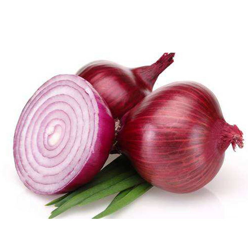 SOLD OUT TILL FALL 2024 Onion