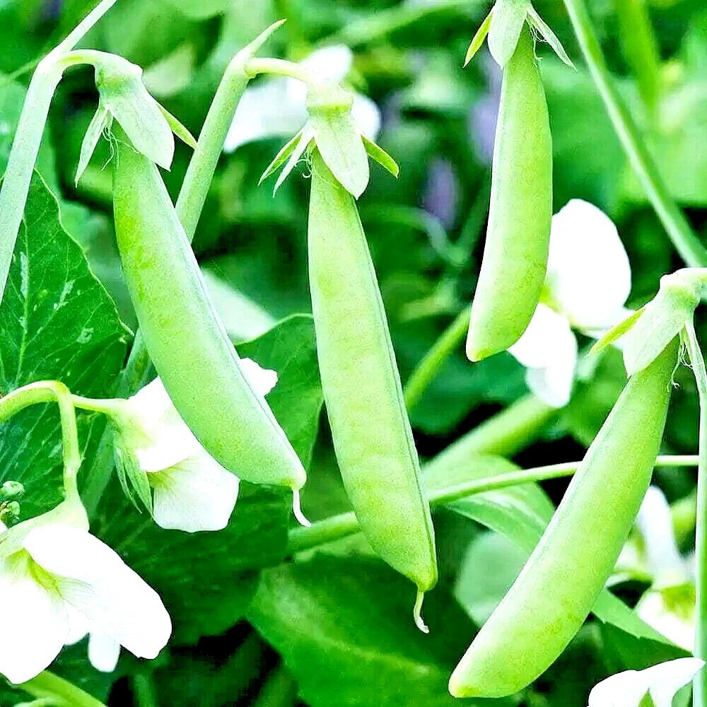 240+ OREGON SUGAR POD II PEA SEEDS ——— HEIRLOOM – NON-GMO – SWEET & CRISP