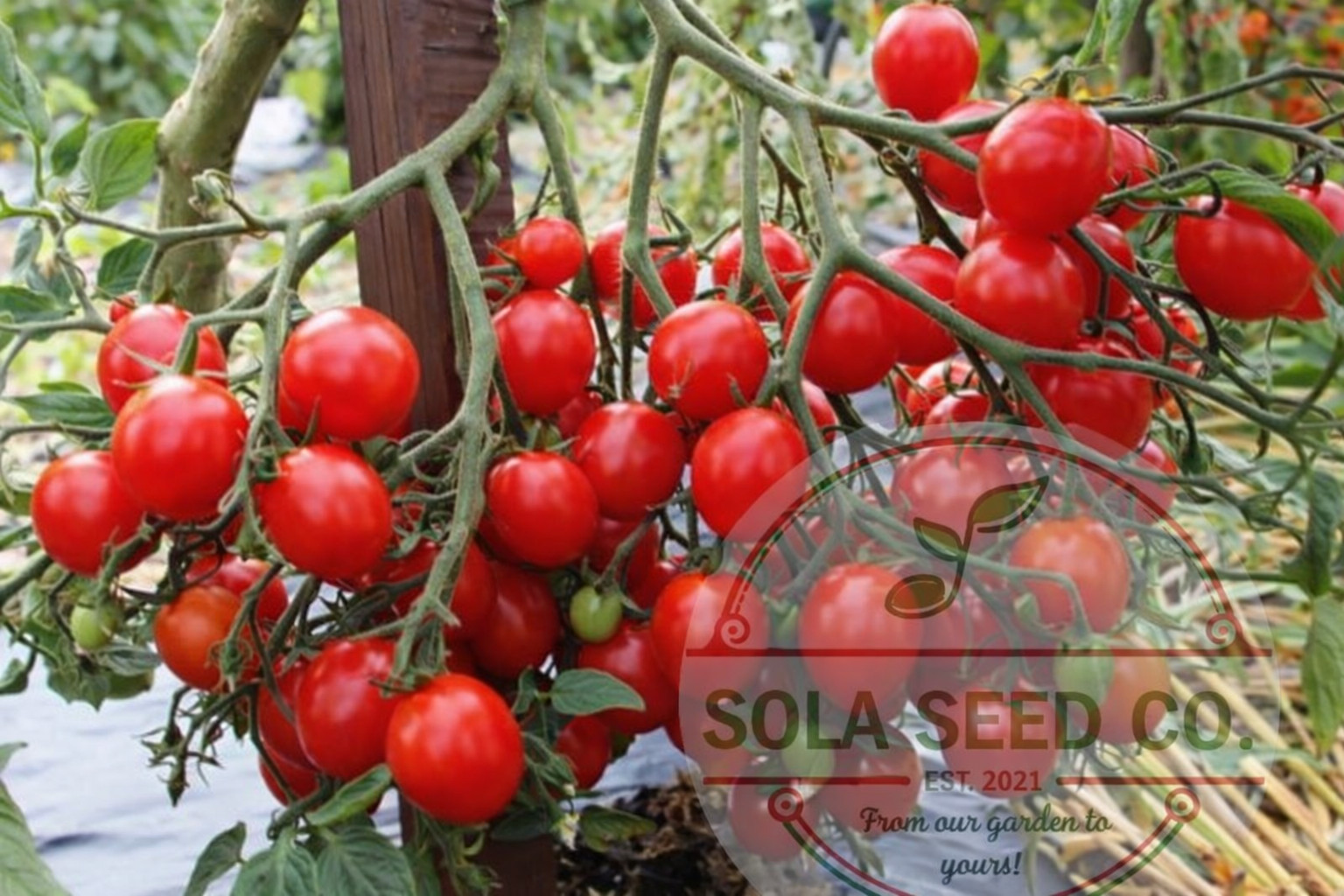 20 Rare Myriam Multiflora Cherry Tomato Seeds – Huge Trusses – Non GMO USA