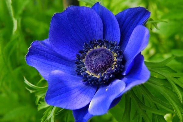 Anemone de Caen Blue Poppy 40 seeds