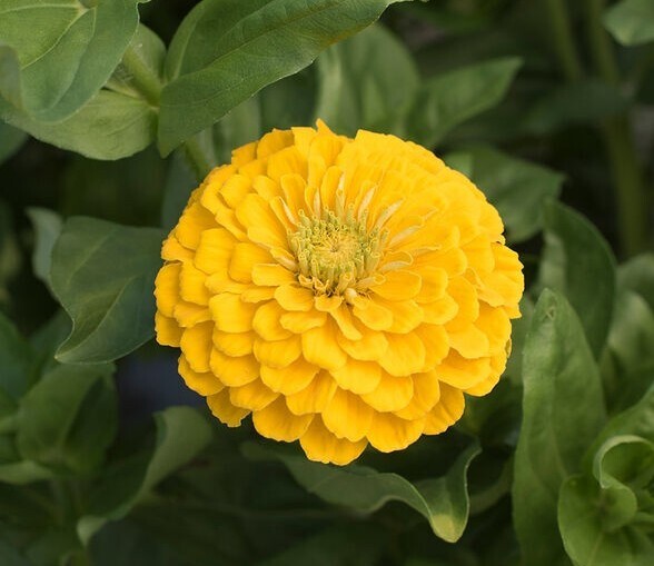 Zinnia Variety: Giant Orange, Giant Golden Yellow, Giant Deep Red, Giant White
