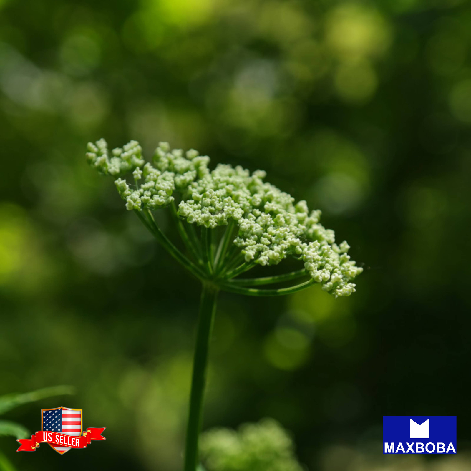 200 Angelica Herb Seeds Non-GMO Heirloom BOGO 50%OFF