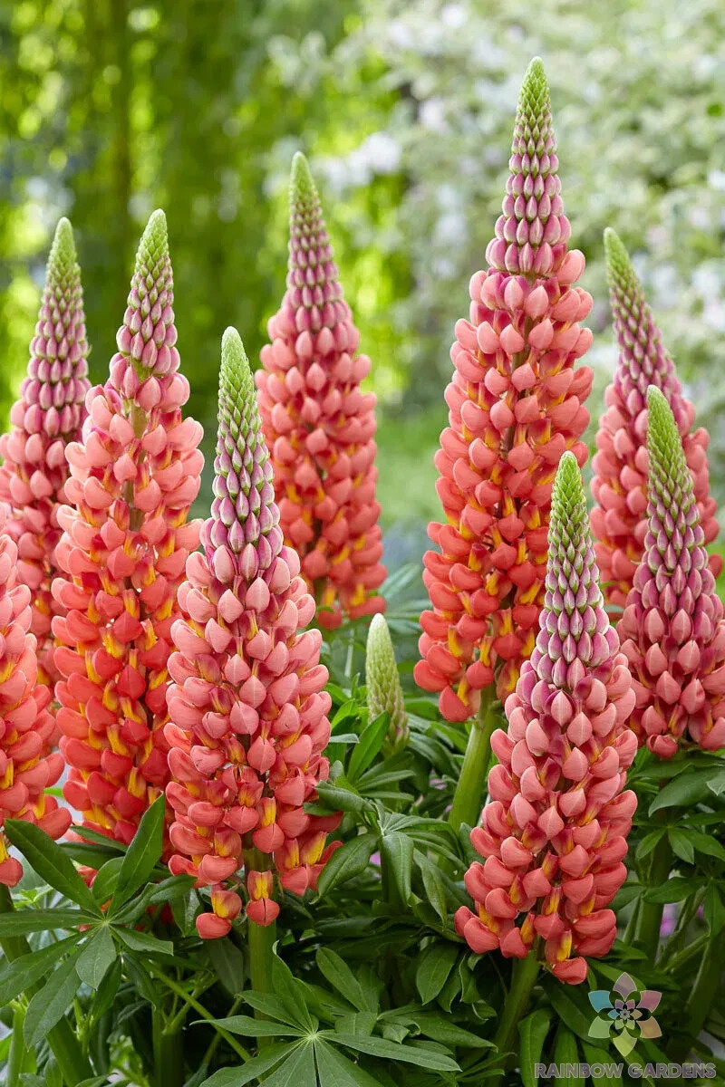25+ Towering Inferno Lupine Seeds for Garden Planting – USA – FREE SHIPPING!