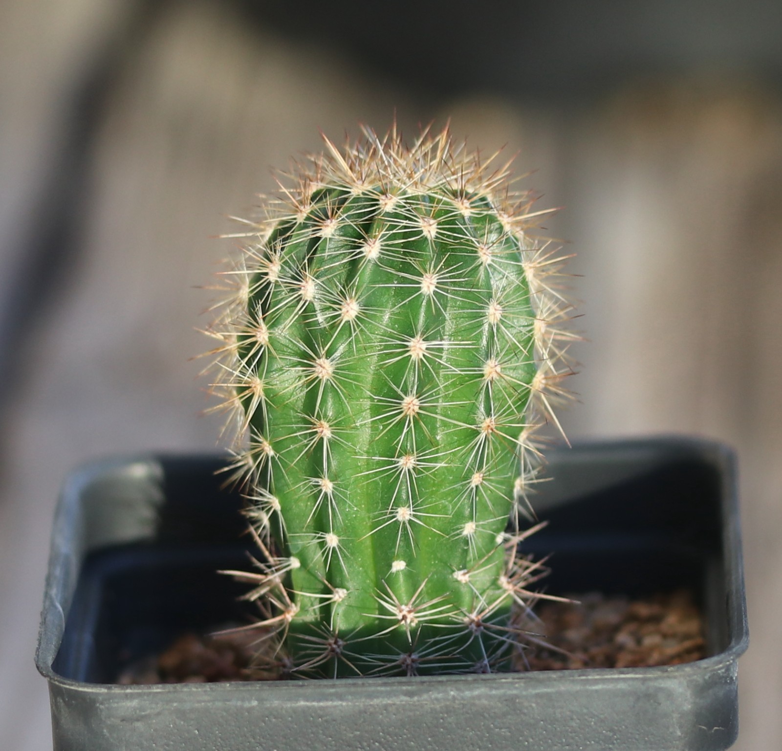 Echinopsis hybrid ‘Barberpole’ x ‘Celeste’